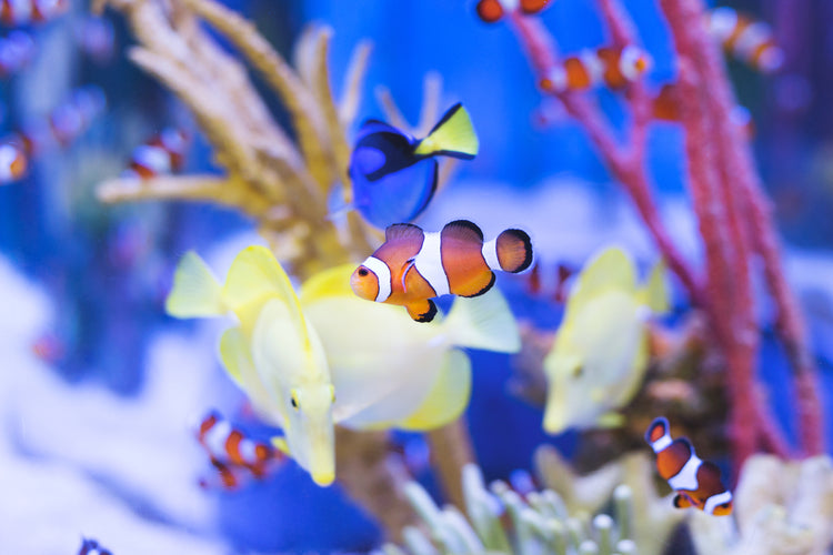 image showing tropical fish in reef to depict sustainability